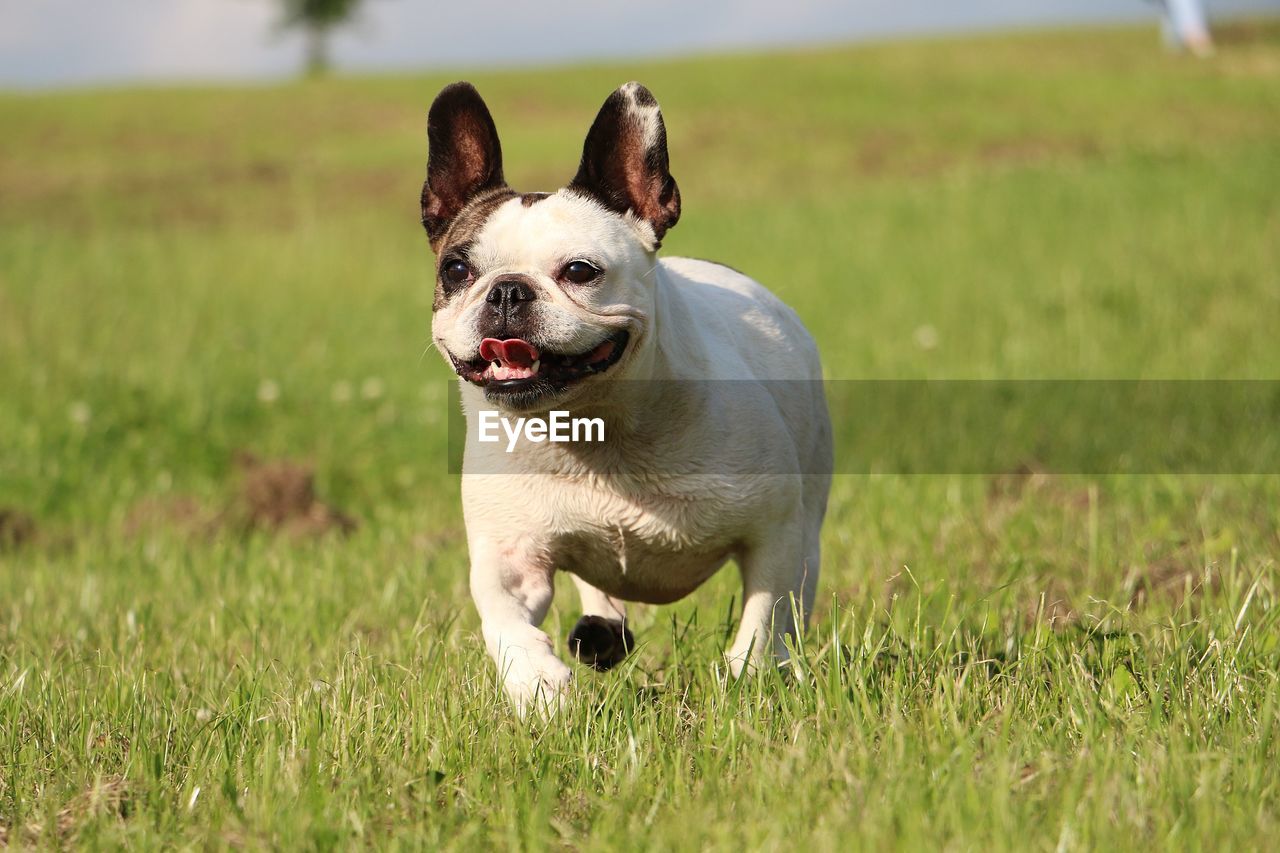 Dog running on grassy field