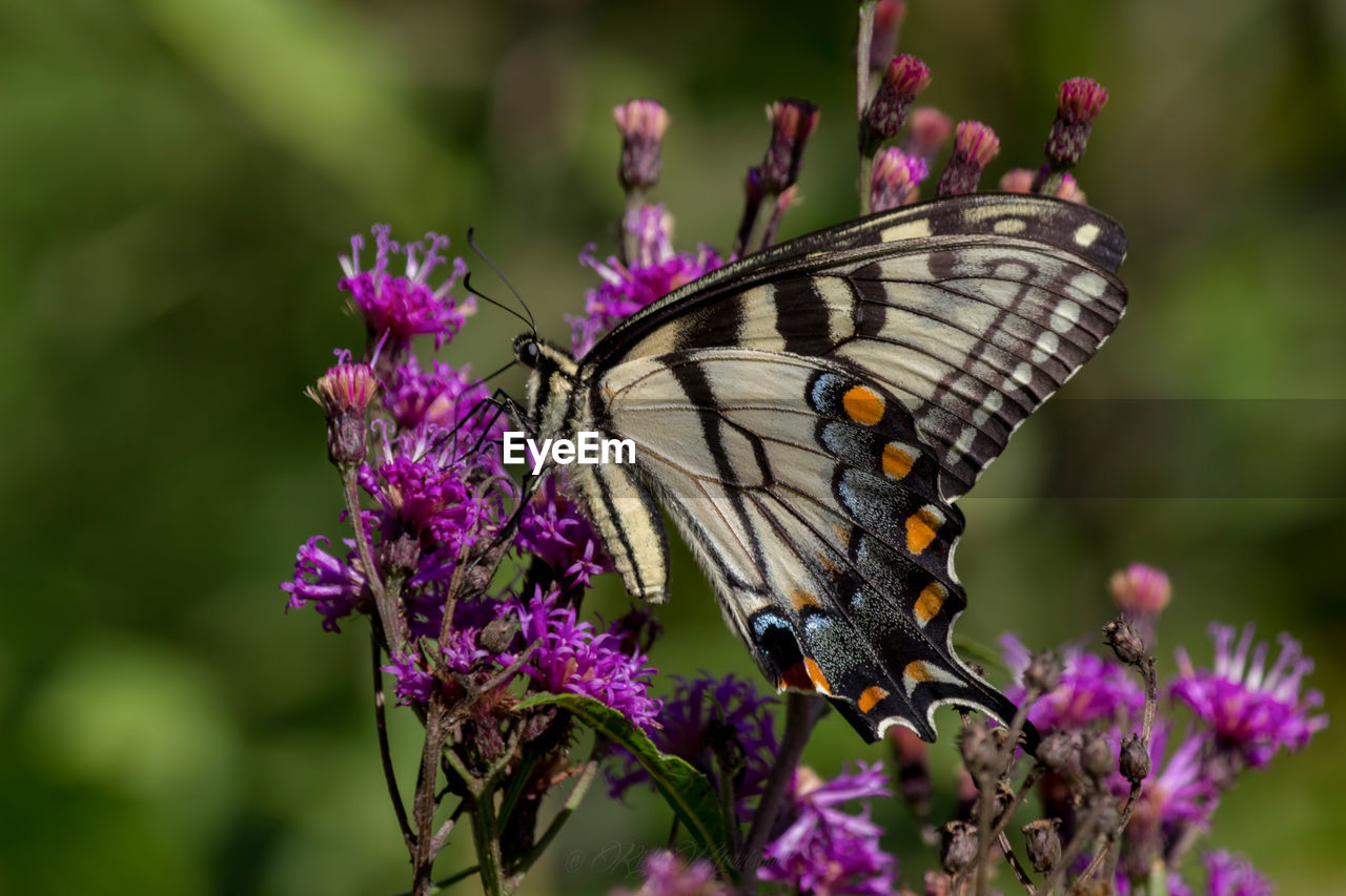 Close-up of butterfly on flower in park