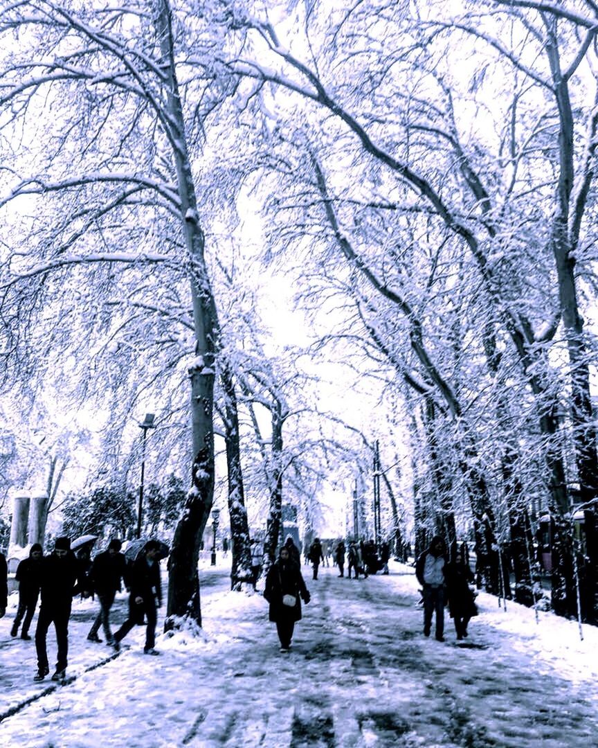 PEOPLE ON SNOW COVERED BARE TREES