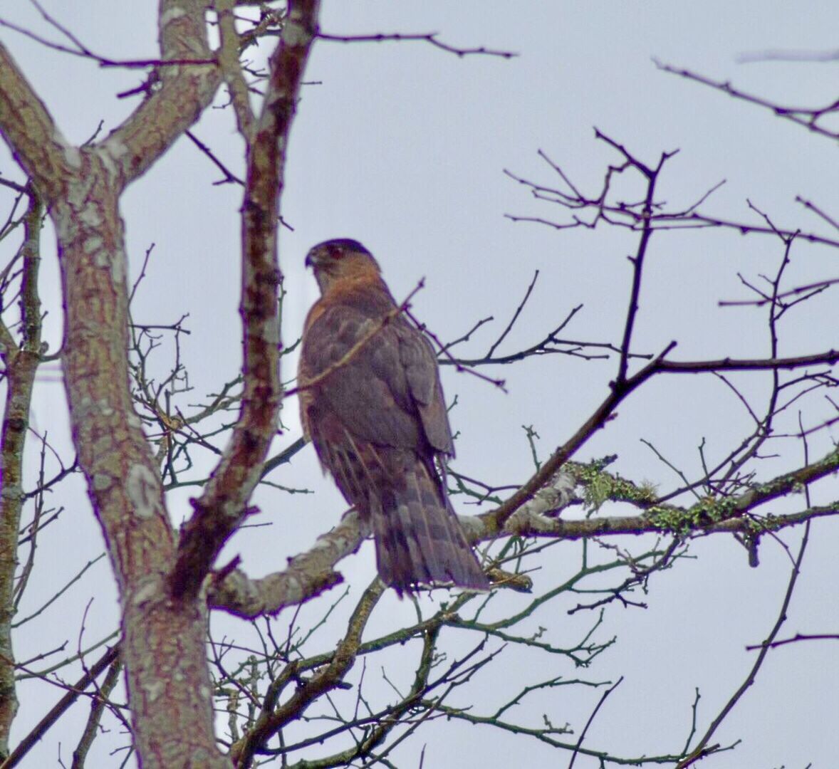 LOW ANGLE VIEW OF OWL PERCHING ON TREE AGAINST SKY