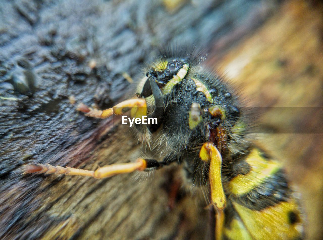 CLOSE-UP OF SPIDER OUTDOORS