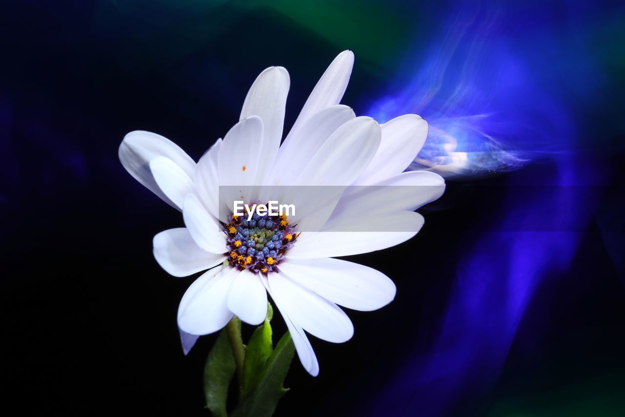 Close-up of white flower