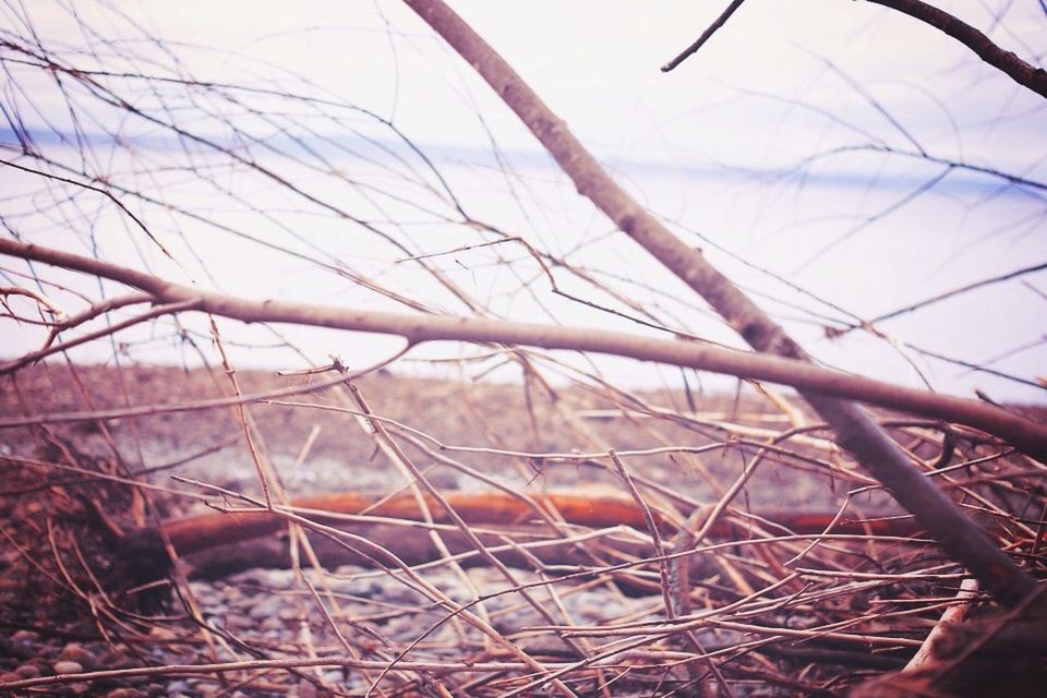 BARE TREES AGAINST THE SKY