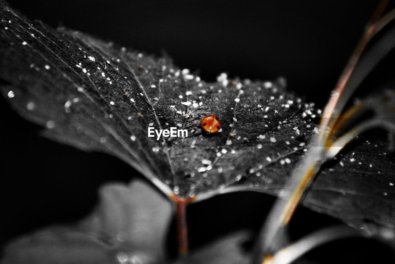 CLOSE-UP OF LADYBUG