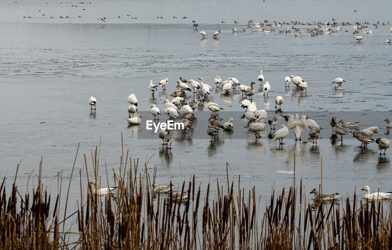 Flock of geese on frozen lake