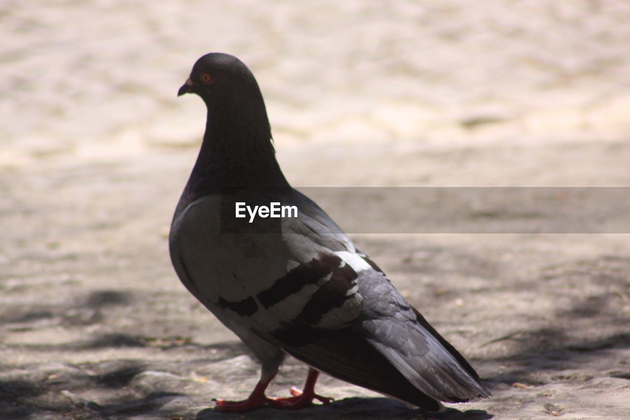 SIDE VIEW OF PIGEON PERCHING ON A LAND