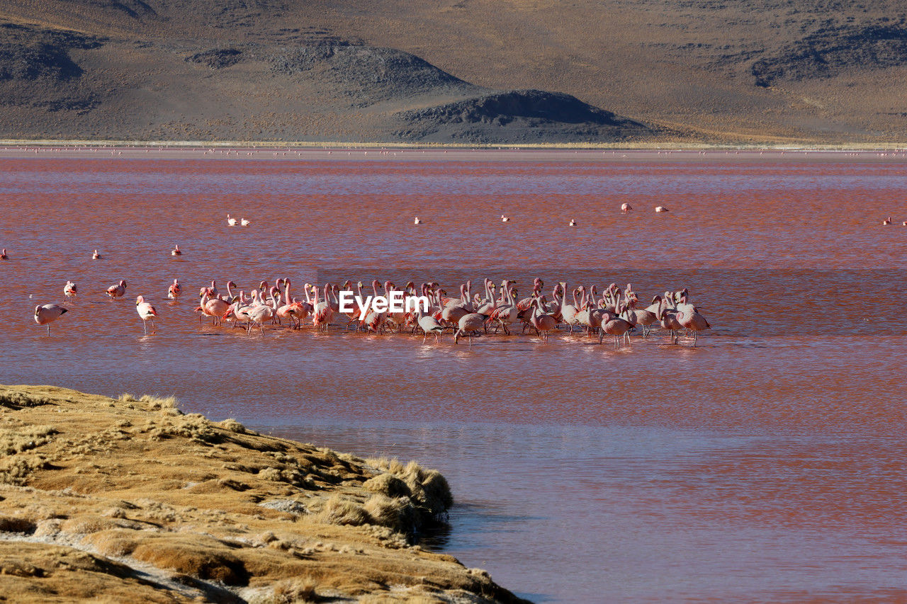 animal, animal themes, wildlife, animal wildlife, flamingo, water, group of animals, large group of animals, bird, colony, shore, nature, sea, land, no people, natural environment, beauty in nature, sand, scenics - nature, environment, landscape, mammal, travel destinations, coast, mountain, beach, day, outdoors