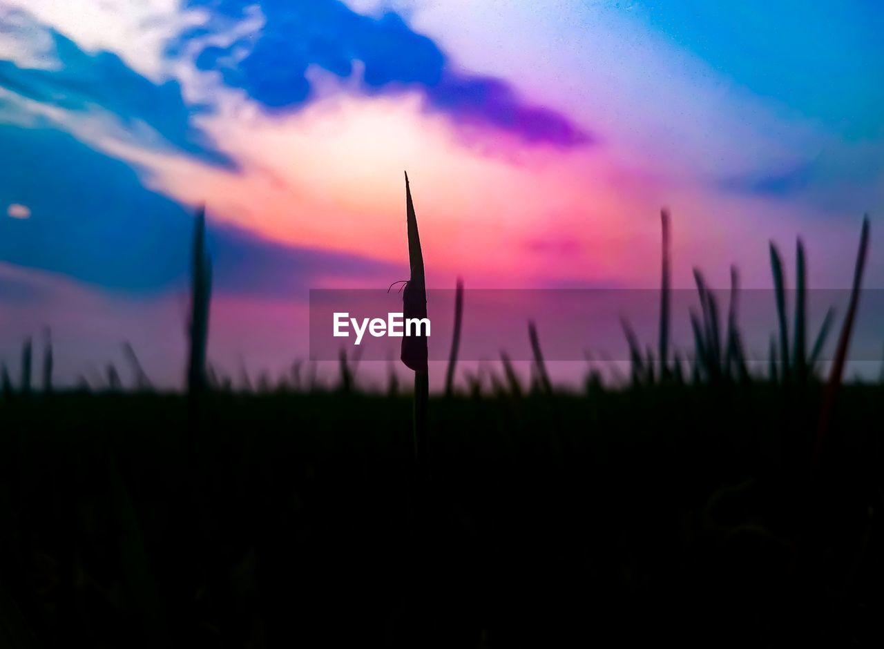 SILHOUETTE PLANTS ON FIELD AGAINST SKY DURING SUNSET