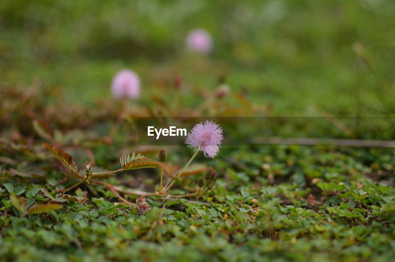 Close-up of pink flowering plant on field