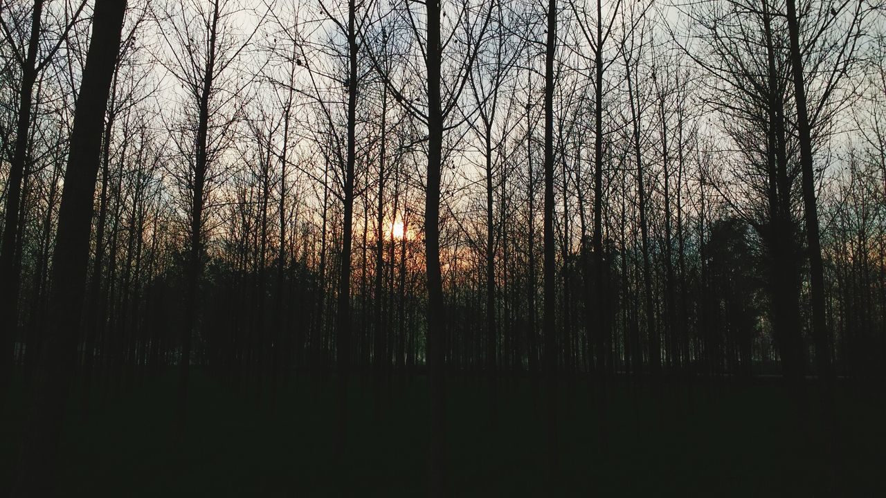 BARE TREES IN FOREST