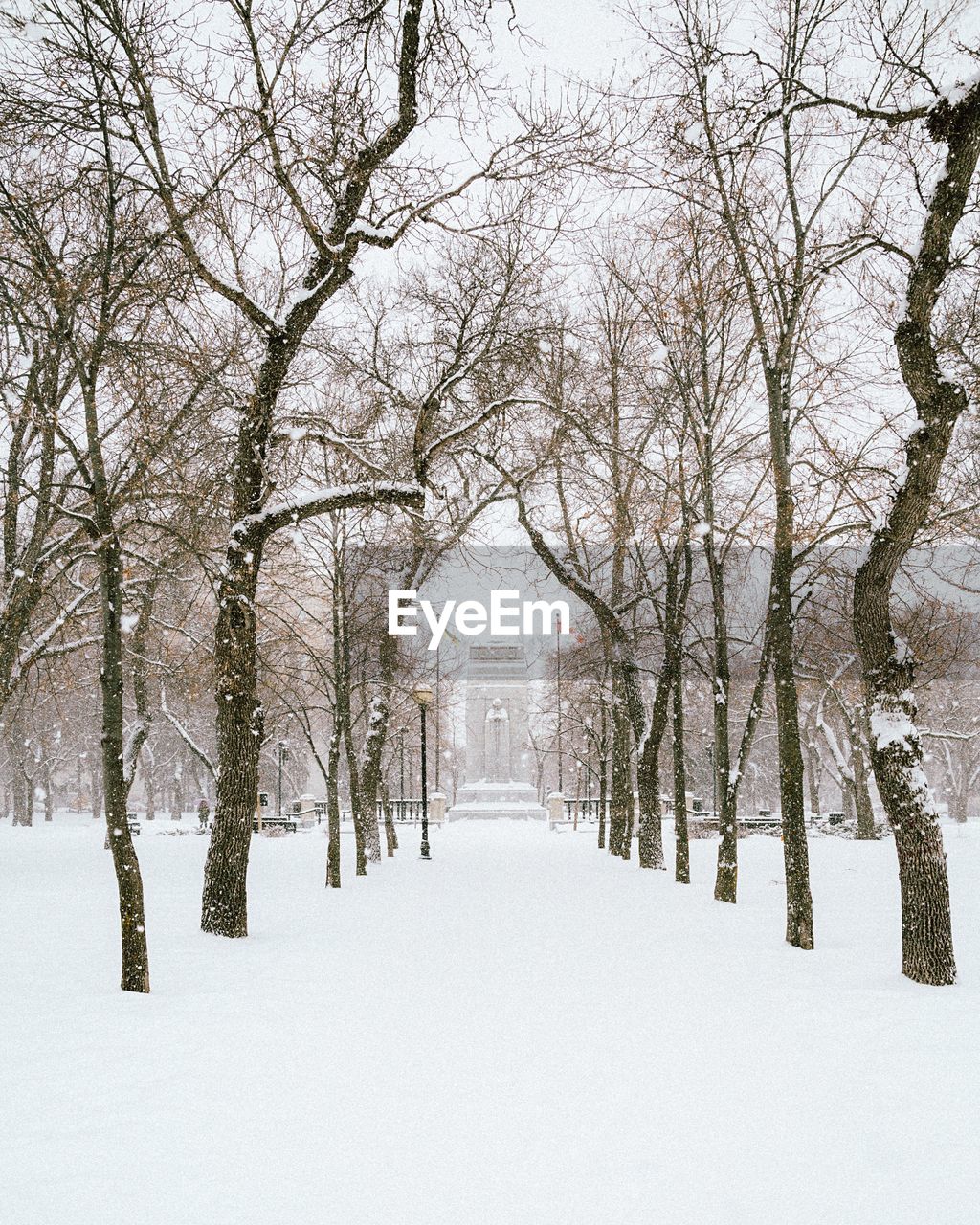Trees in snow covered landscape