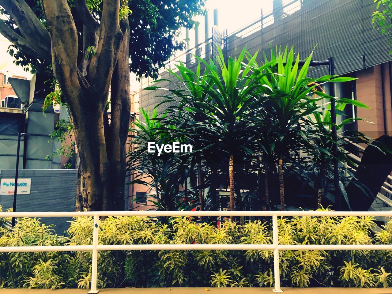 TREES AND PLANTS GROWING OUTSIDE HOUSE