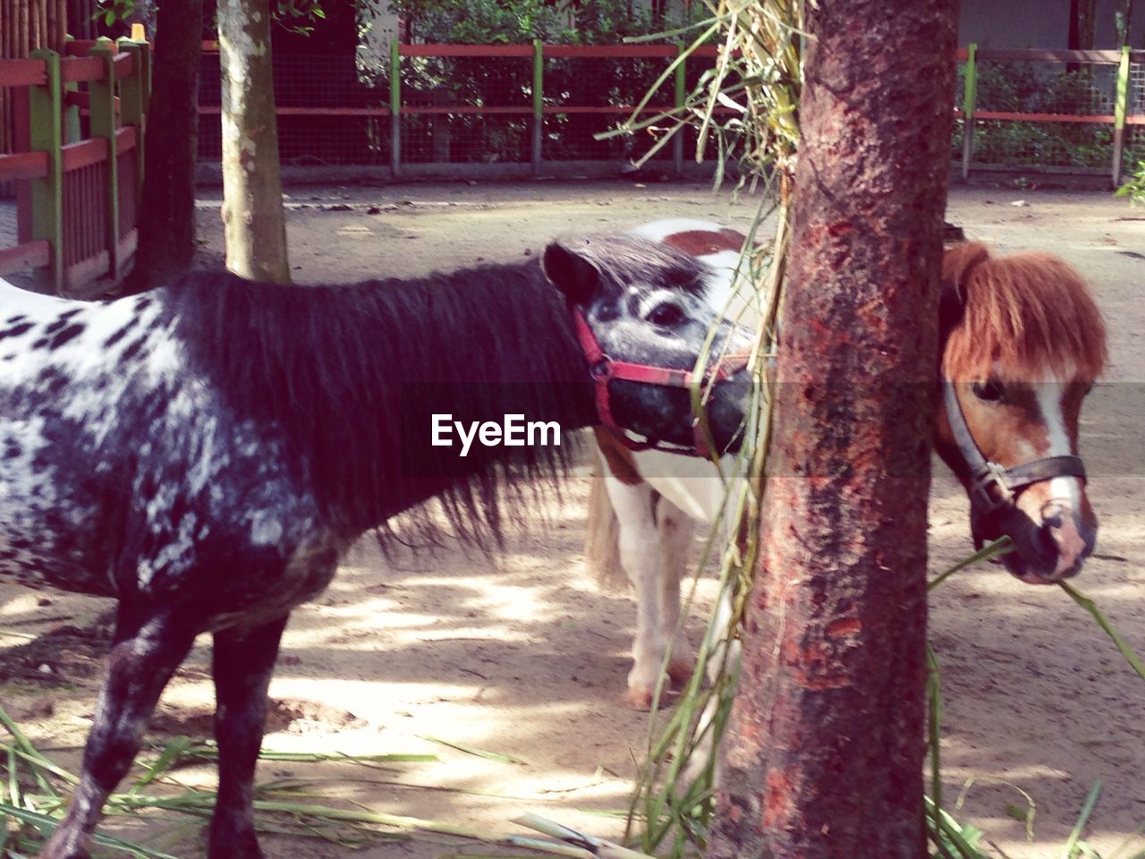 Horses eating grass