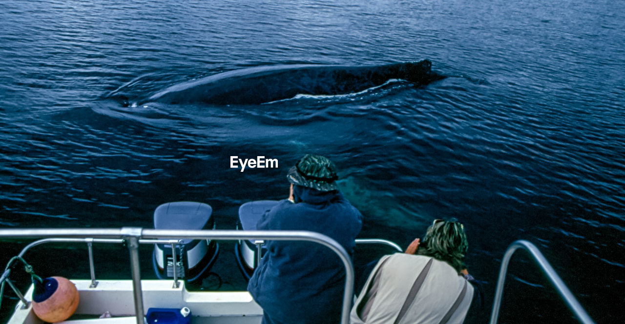 Tourists photographing whale in sea