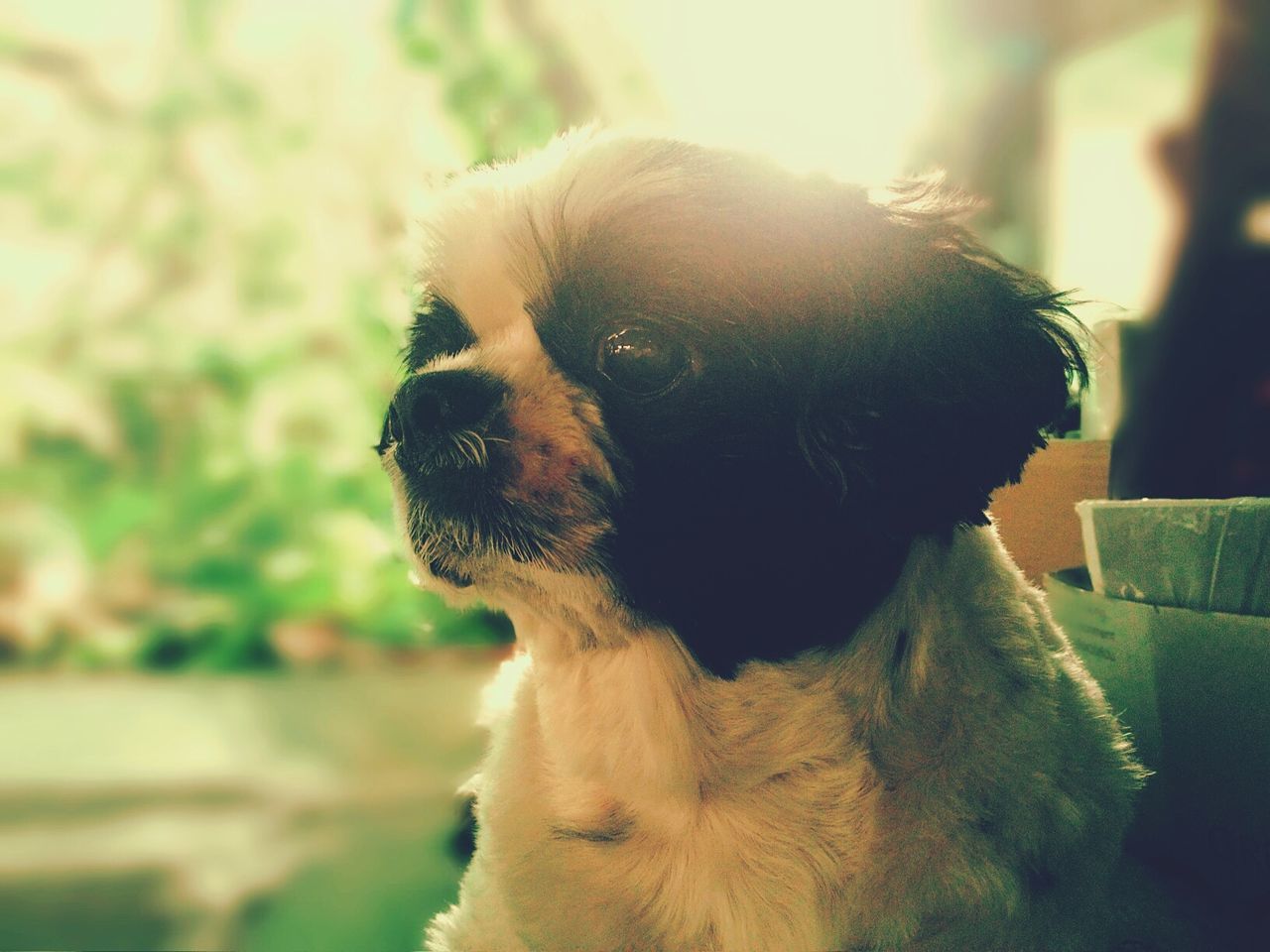 Close-up of puppy