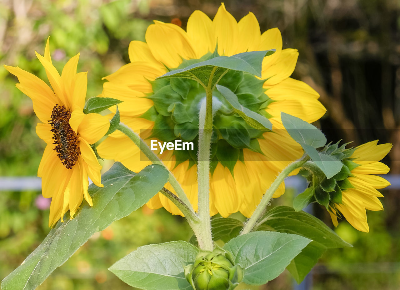 CLOSE-UP OF YELLOW FLOWERS ON PLANT OUTDOORS