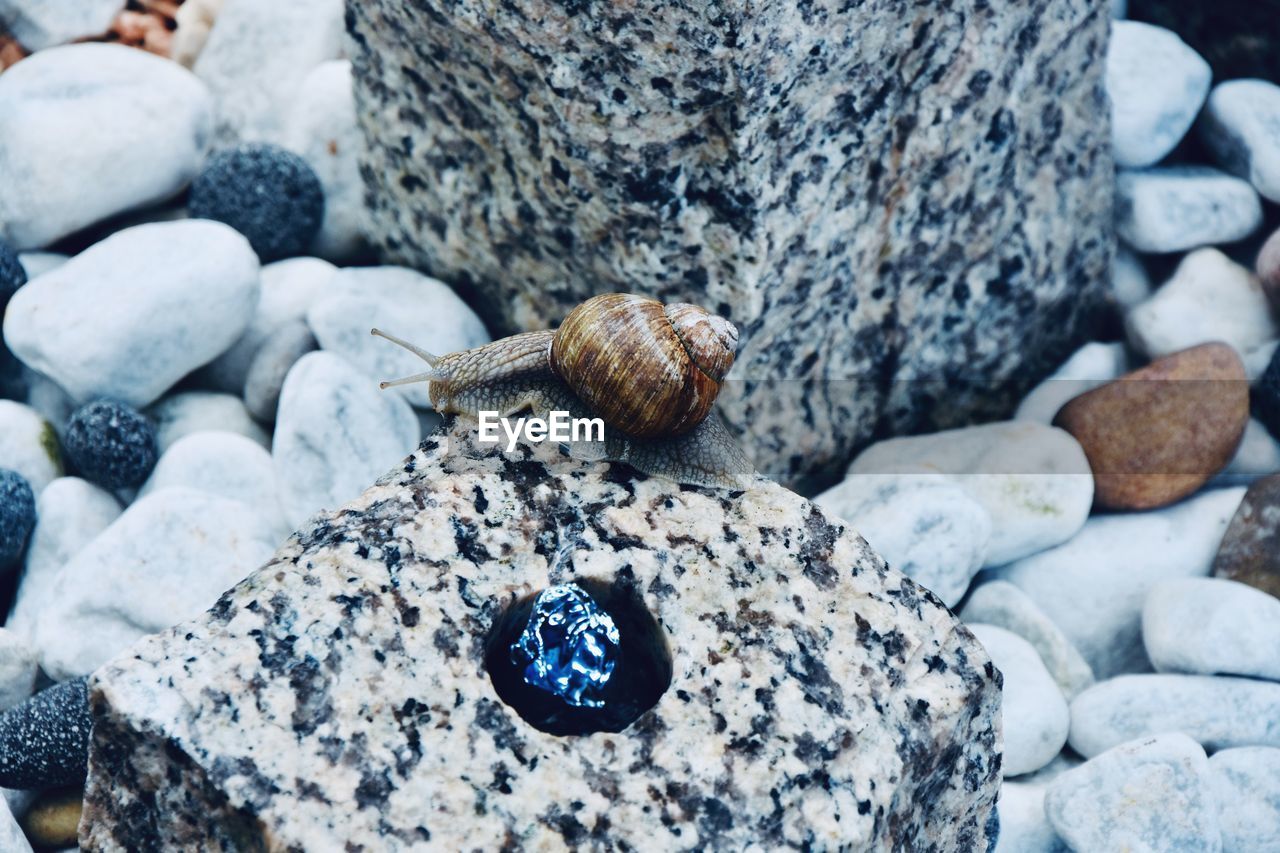 HIGH ANGLE VIEW OF CRAB ON ROCK