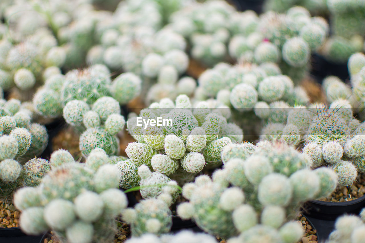 CLOSE-UP OF SUCCULENT PLANTS AT MARKET