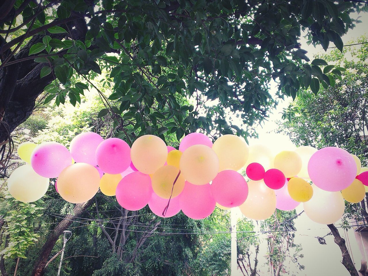 PINK FLOWERS ON TREE