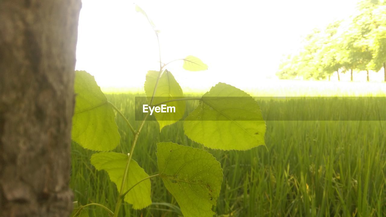 PLANTS GROWING ON FIELD