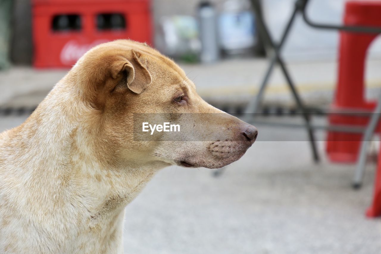 Close-up of dog looking away in city