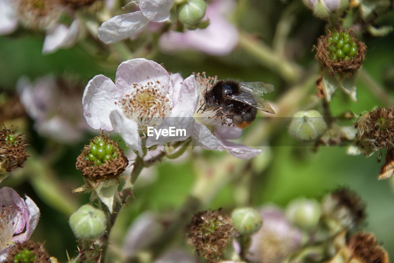 CLOSE-UP OF BEE POLLINATING ON WHITE FLOWER