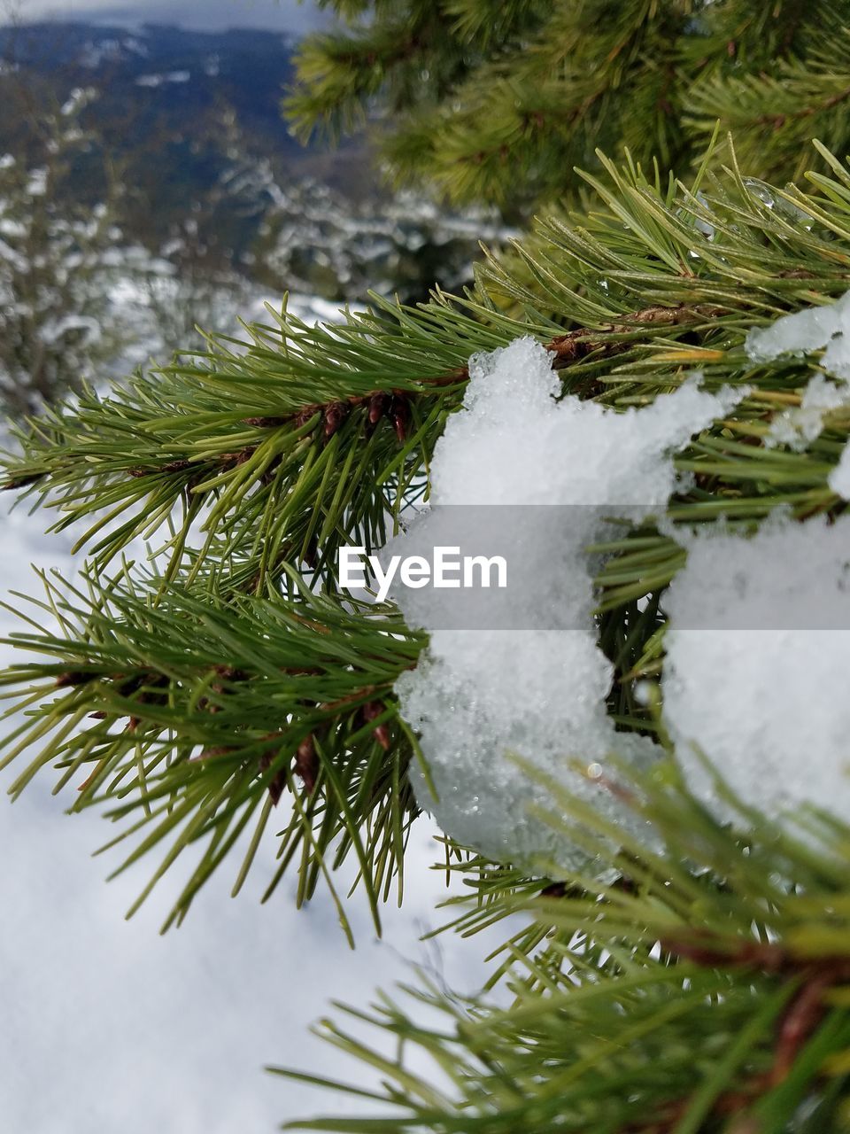 CLOSE-UP OF SNOW ON TREE