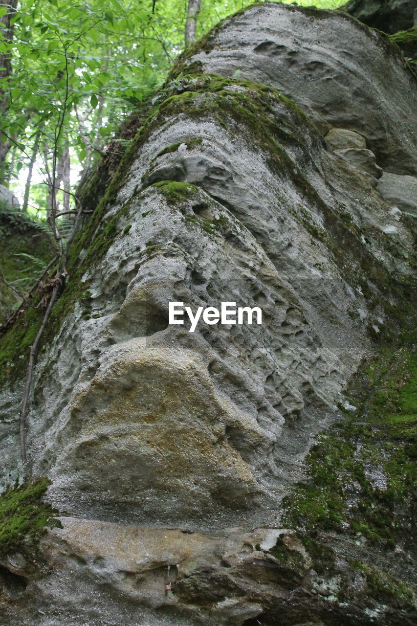 VIEW OF TREES IN FOREST