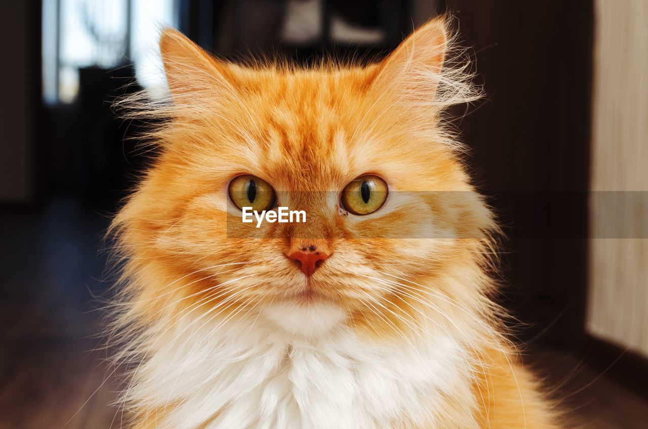 CLOSE-UP PORTRAIT OF A CAT