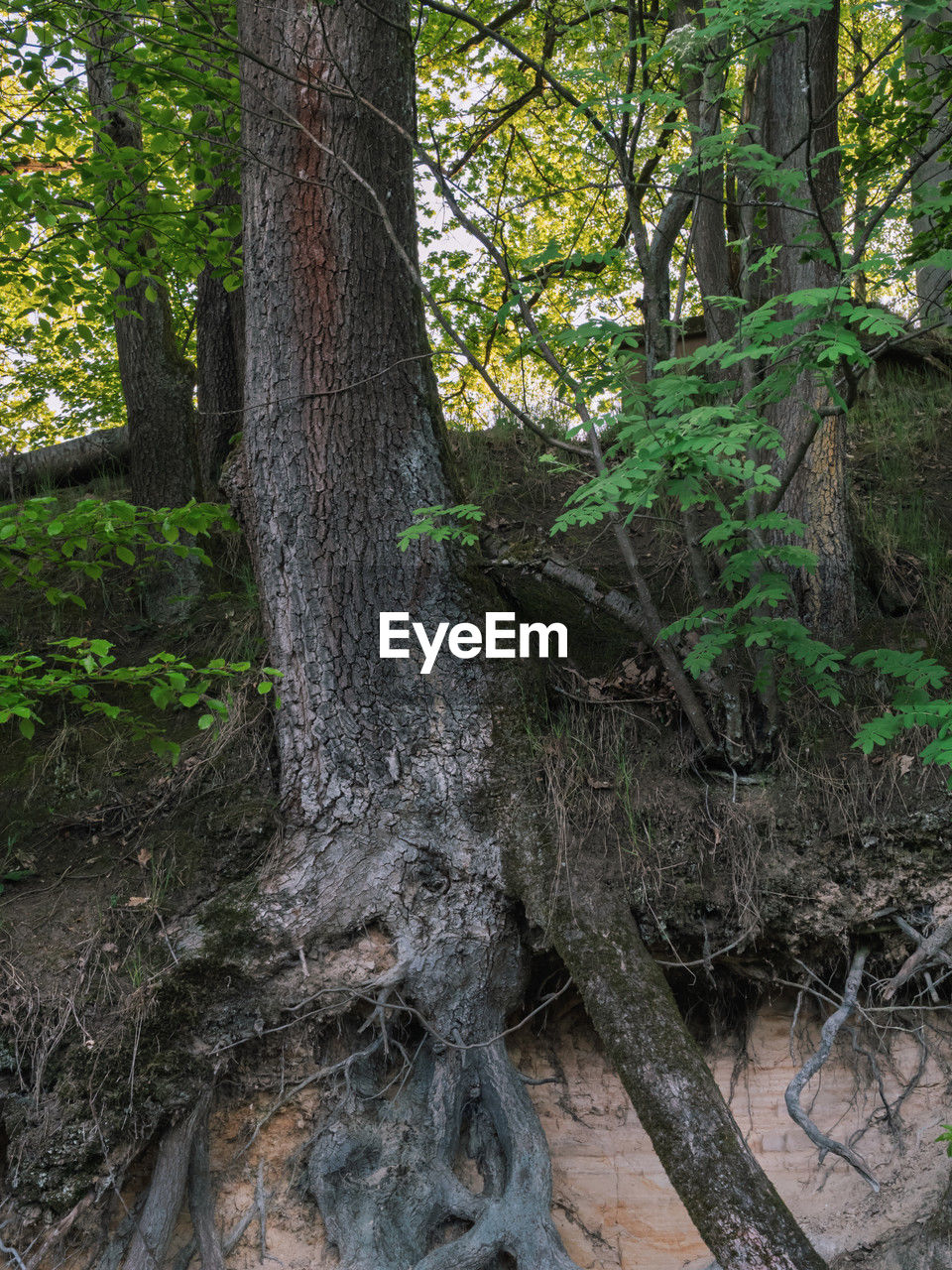 tree, plant, tree trunk, trunk, forest, land, nature, growth, woodland, beauty in nature, root, tranquility, no people, plant part, day, natural environment, environment, outdoors, branch, old-growth forest, leaf, non-urban scene, green, scenics - nature, tranquil scene, landscape