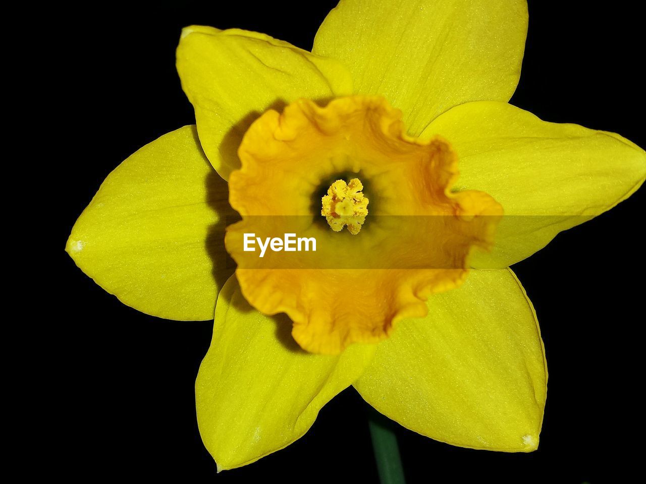 Close-up of daffodil against black background