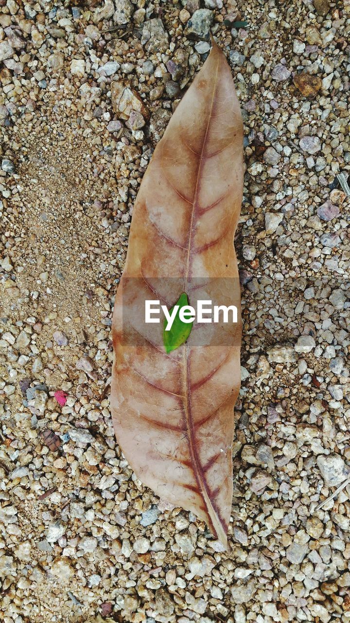 CLOSE-UP OF LEAVES ON GROUND