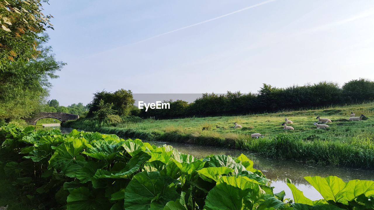 SCENIC VIEW OF FARM AGAINST SKY