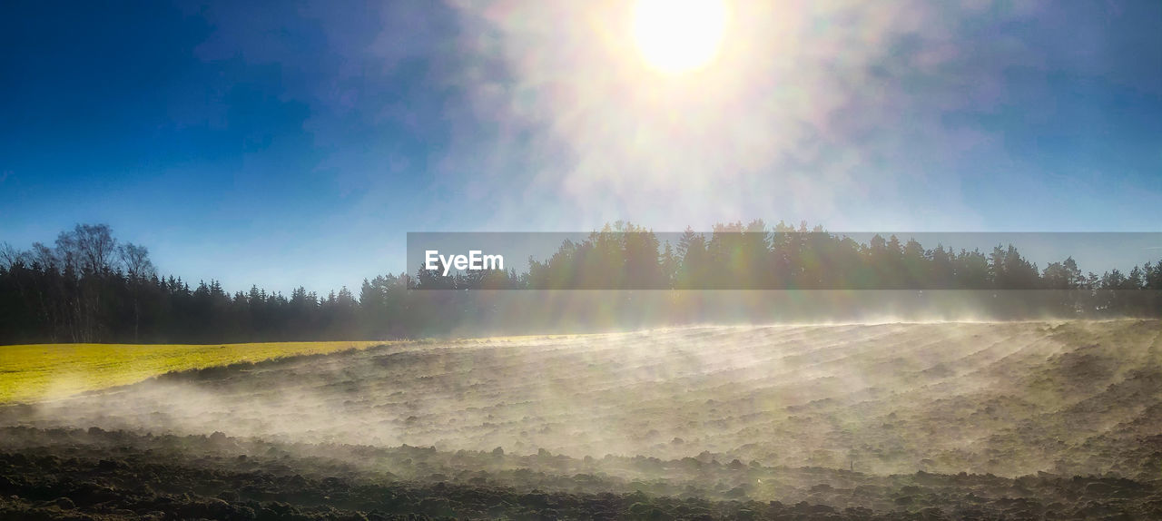 SUN SHINING THROUGH TREES IN FOG