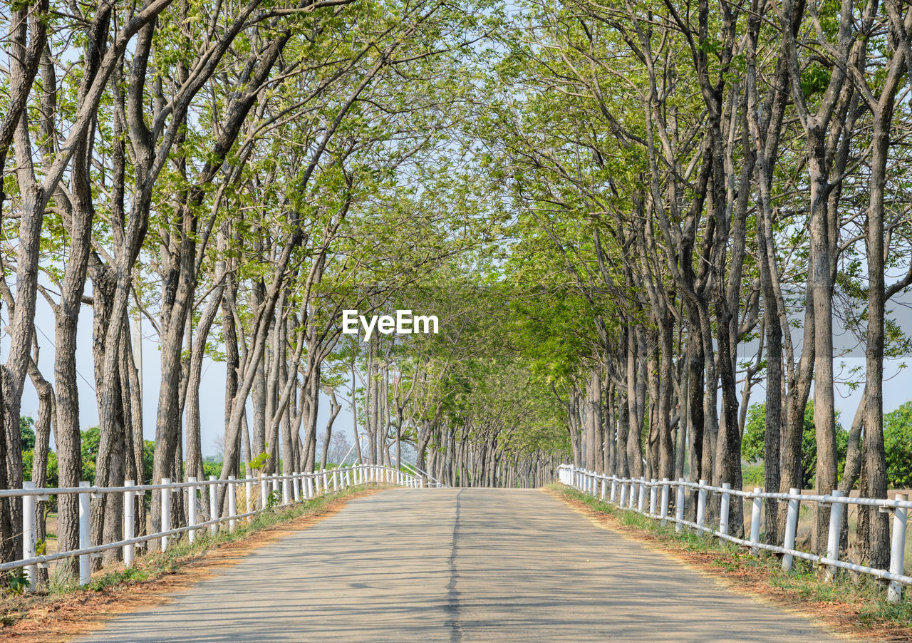 FOOTPATH AMIDST TREES