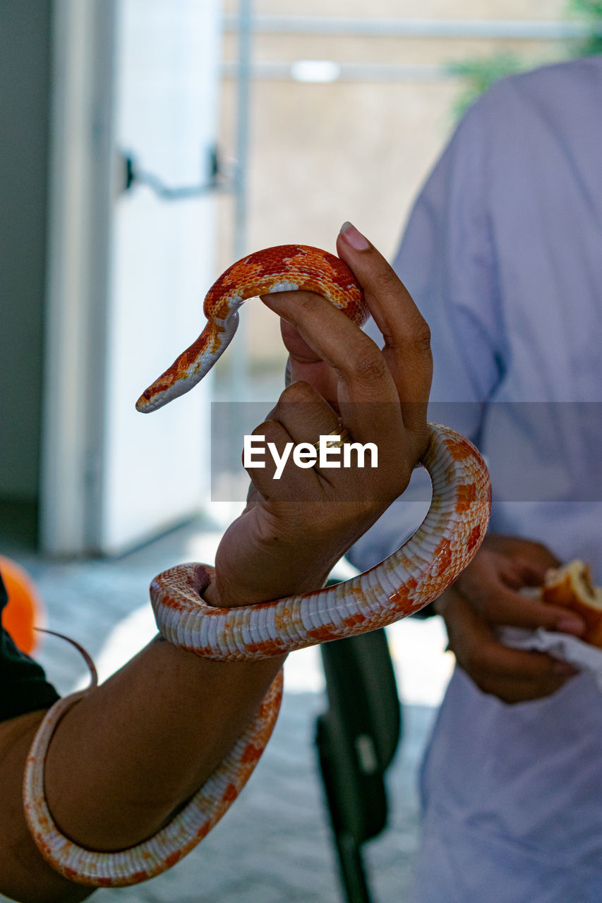 Veterinary professional handling a non-venomous snake known as the corn snake during a class