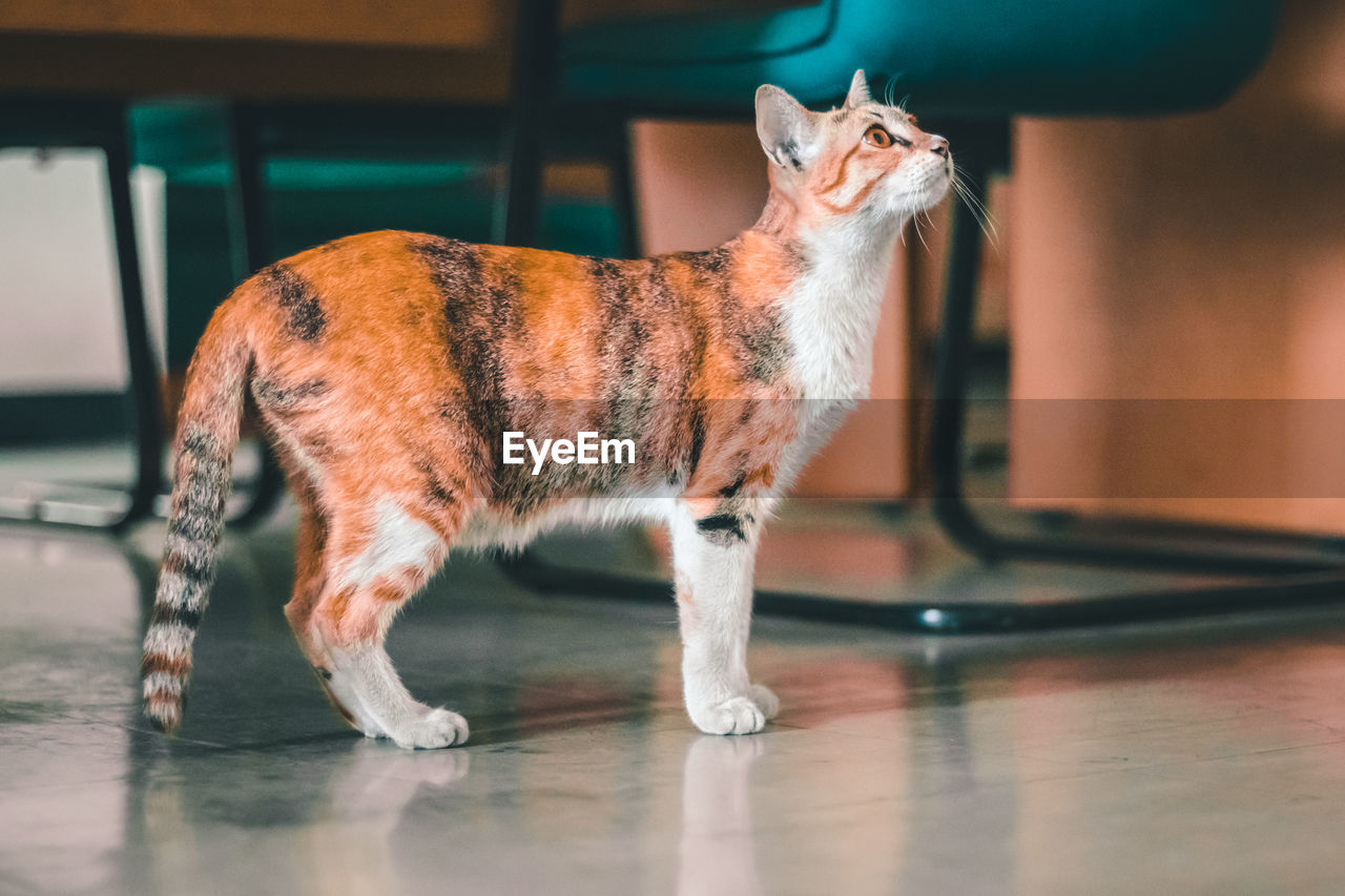 Cat looking away while standing on hardwood floor