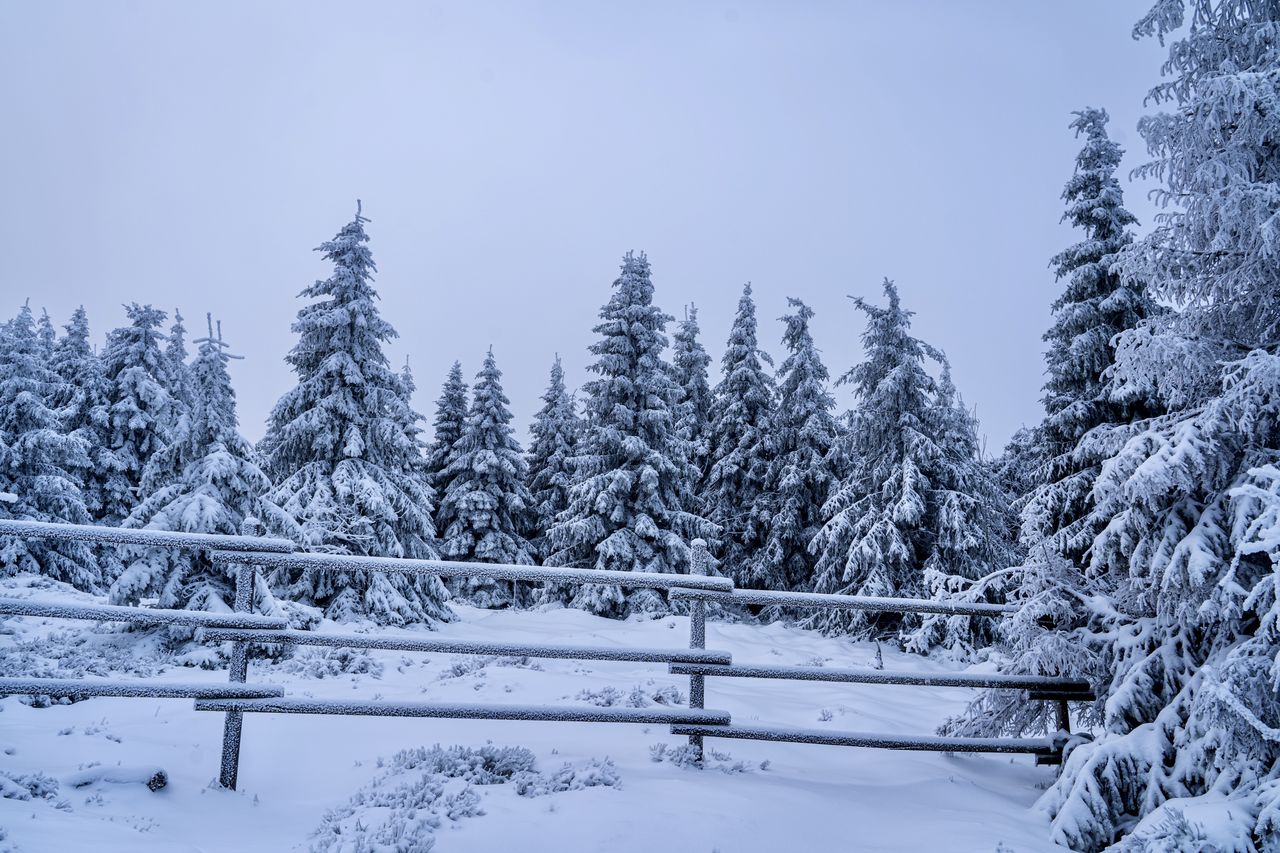 snow, winter, cold temperature, tree, plant, nature, coniferous tree, scenics - nature, pine tree, environment, forest, land, beauty in nature, landscape, pinaceae, tranquil scene, sky, frozen, tranquility, pine woodland, non-urban scene, no people, woodland, freezing, white, mountain, blue, polar climate, snowing, evergreen tree, outdoors, spruce, travel, day, spruce tree, snowcapped mountain, mountain range, idyllic, travel destinations, rural scene, ice, remote, deep snow, holiday, frost, wilderness, fir