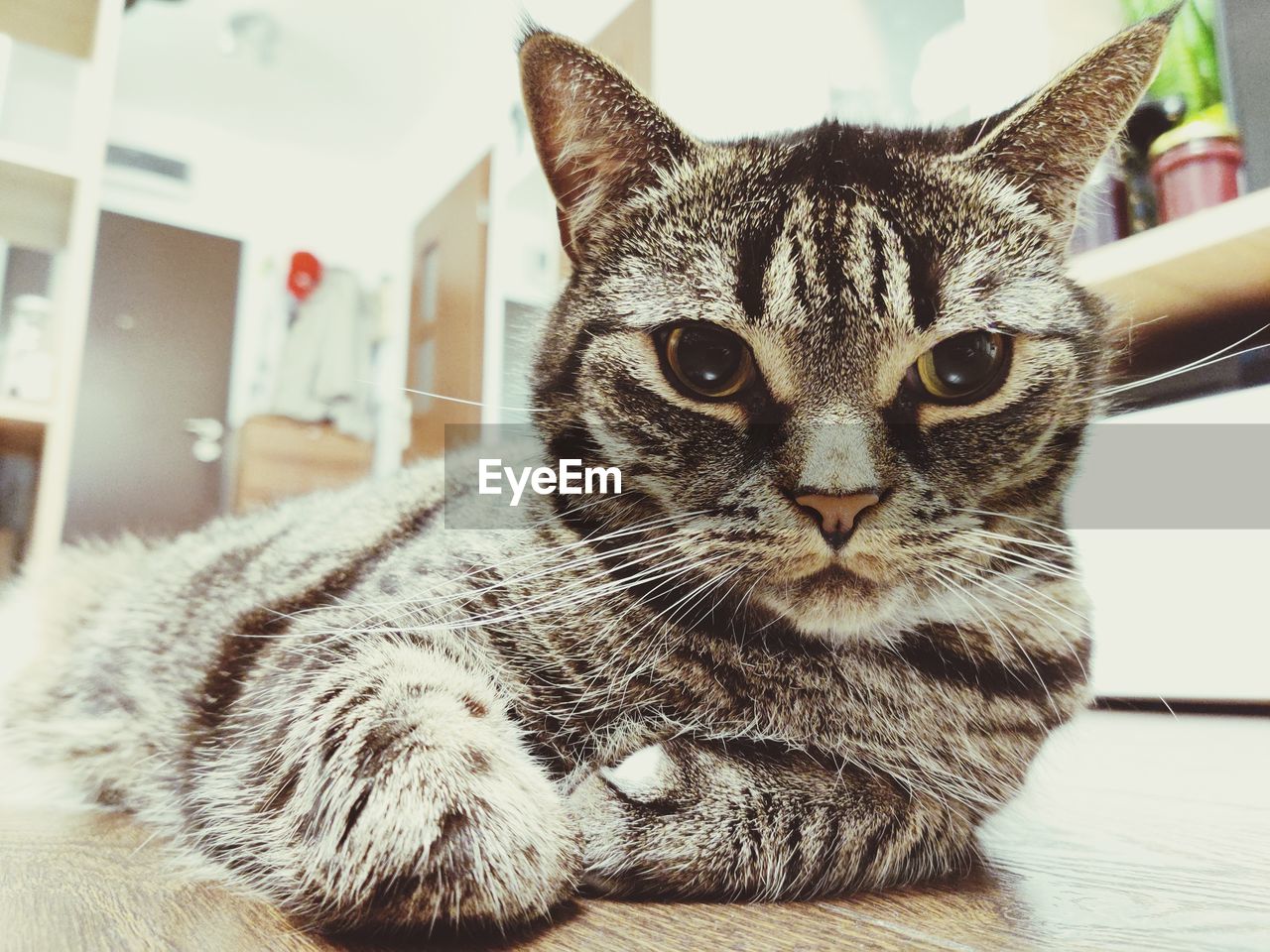 Close-up portrait of tabby cat at home