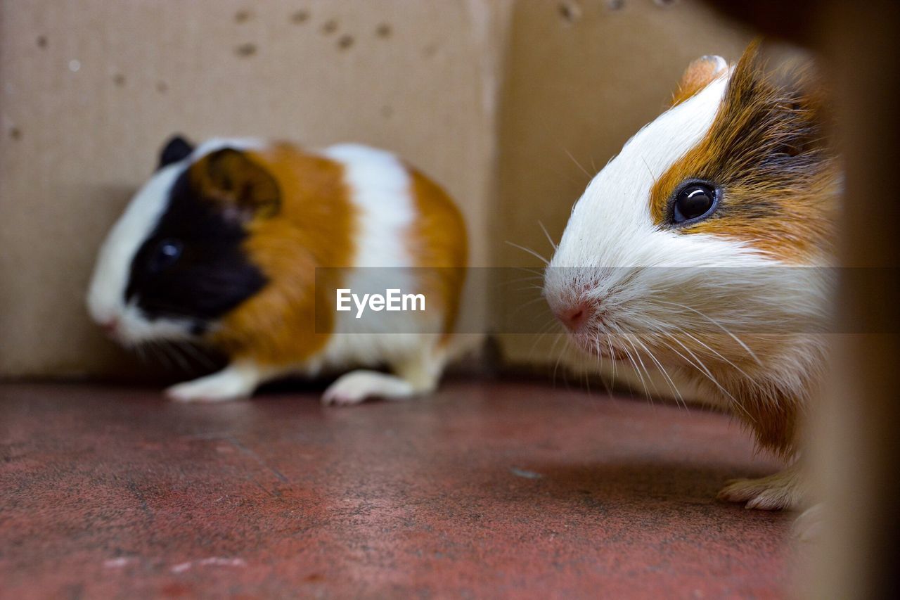 Close-up of hamsters at home