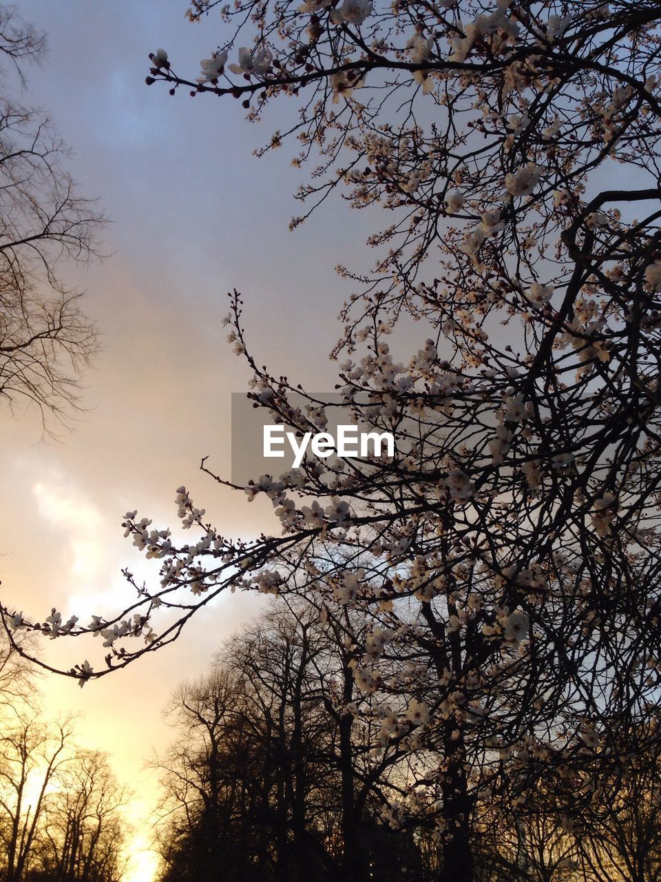 Low angle view of bare tree against sky