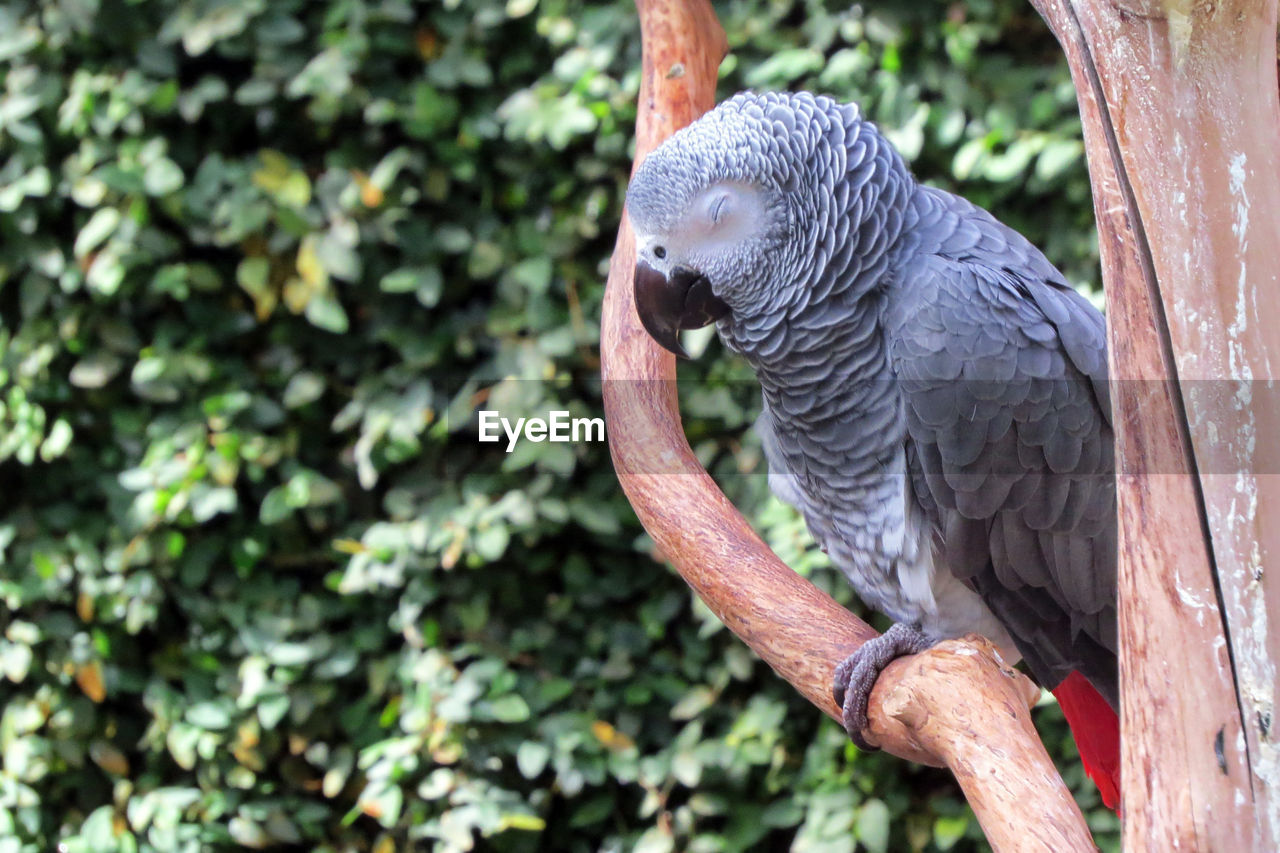 Close-up of parrot perching on tree