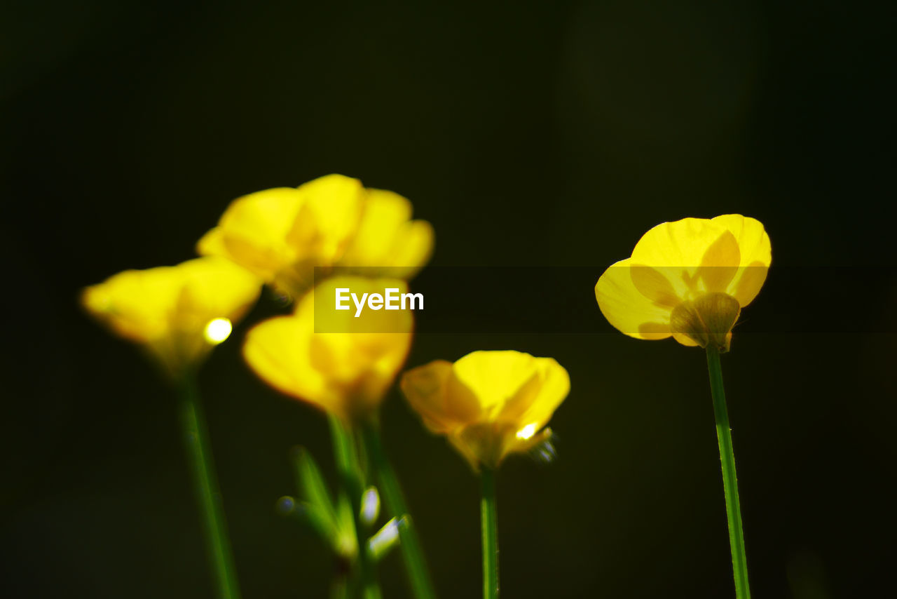 Close-up of yellow flower