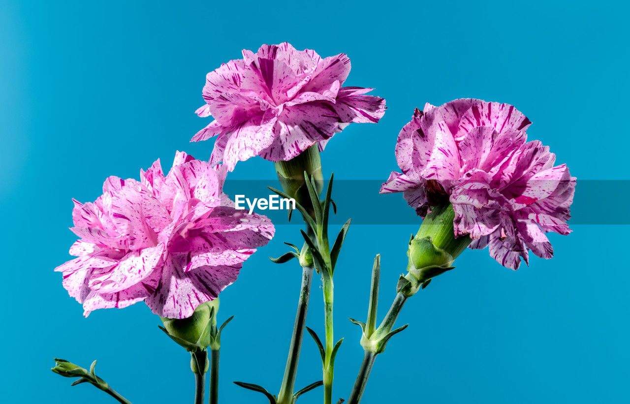 Beautiful blooming pink carnations flowers isolated on a blue background. flower head close-up.