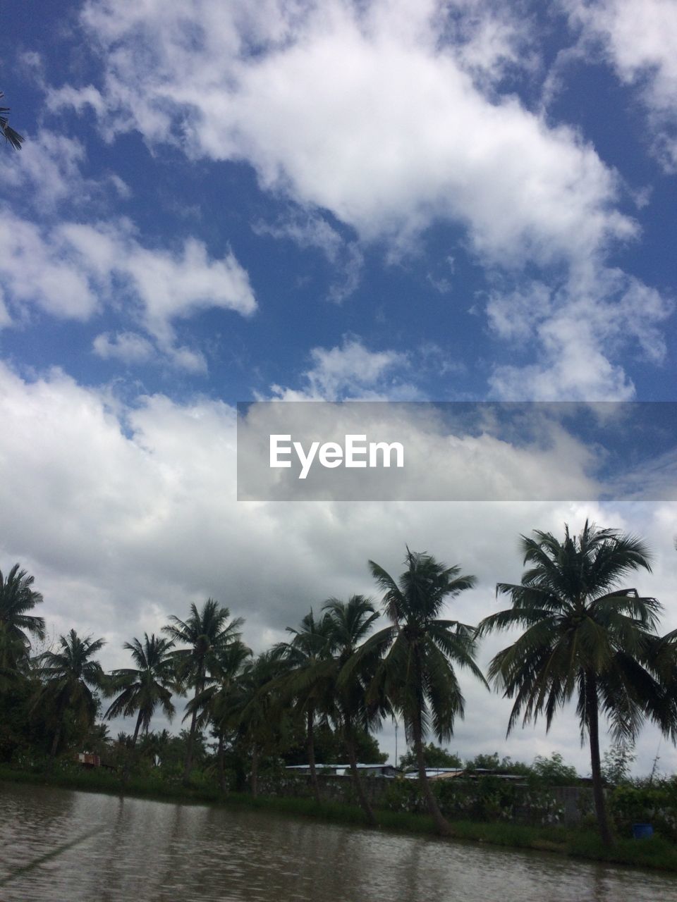 PALM TREES AGAINST SEA