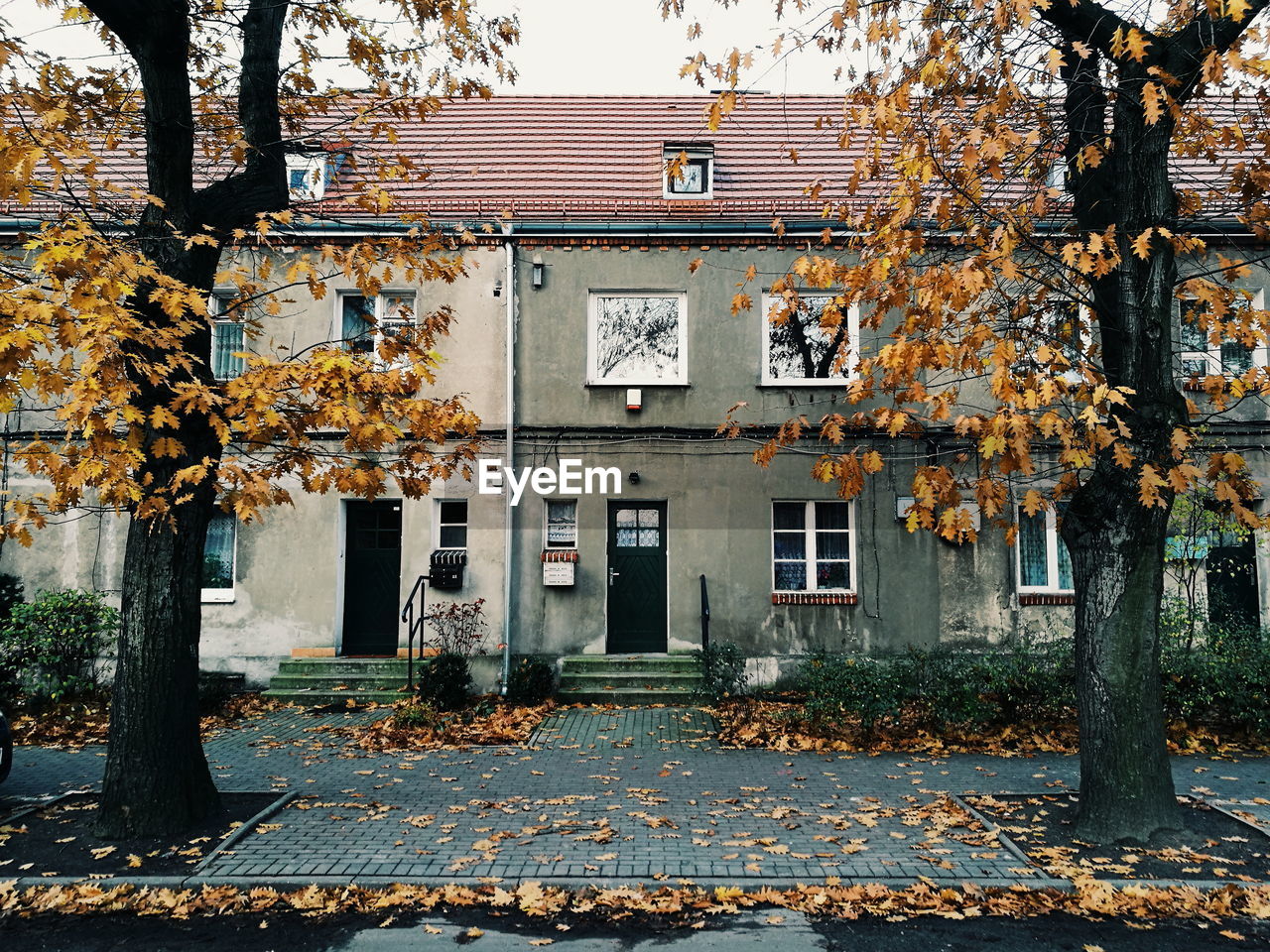 CLOSE-UP OF TREE IN AUTUMN