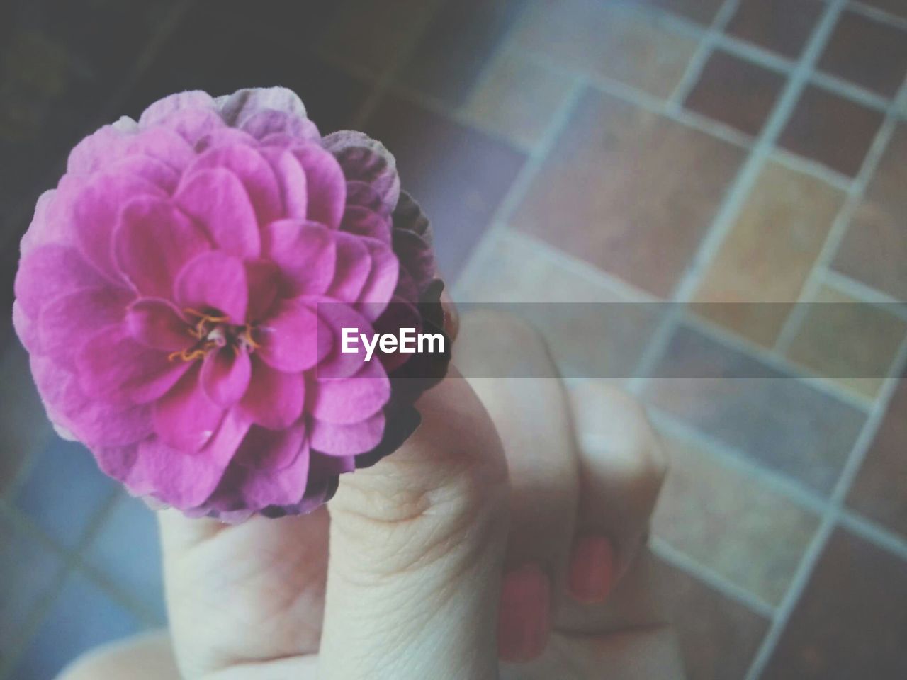 Cropped image of hand holding pink flower