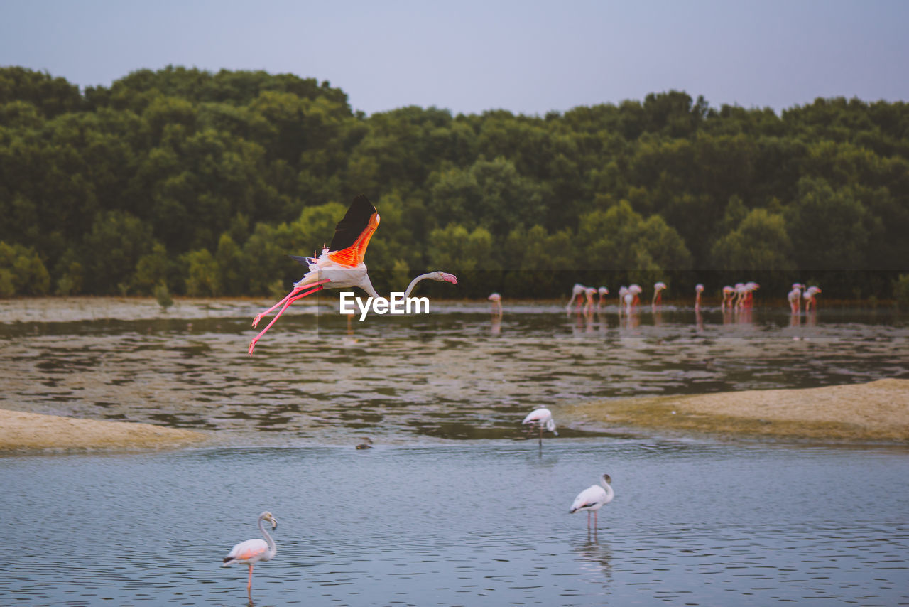 Flamingos at lake