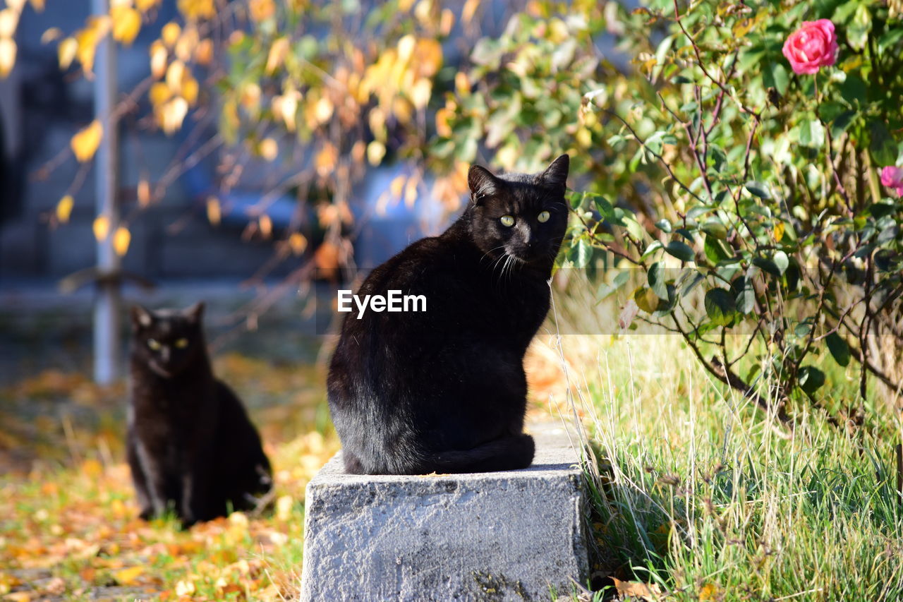 BLACK CAT SITTING ON A LAND