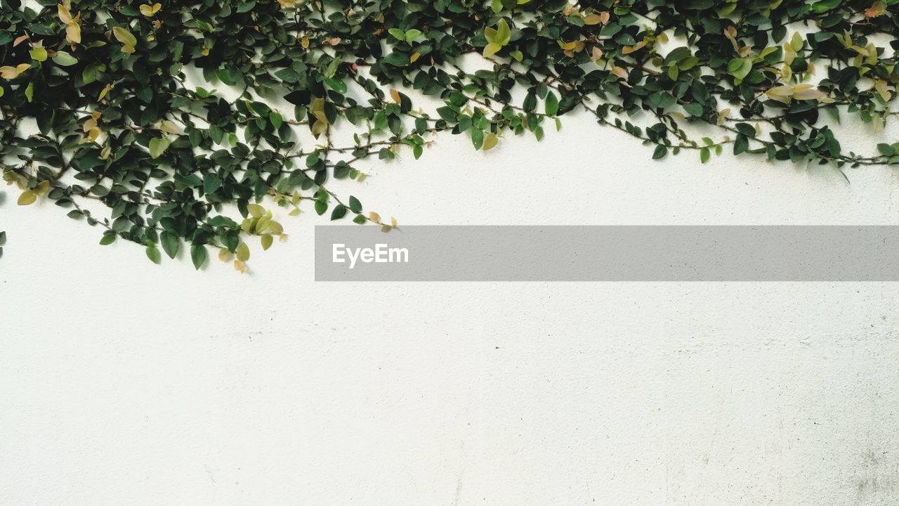 Close-up of ivy on wall